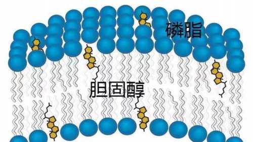 上海试管供卵机构公司 上海市第.一人民医院试管怎么样? ‘13周胎儿双顶径看男